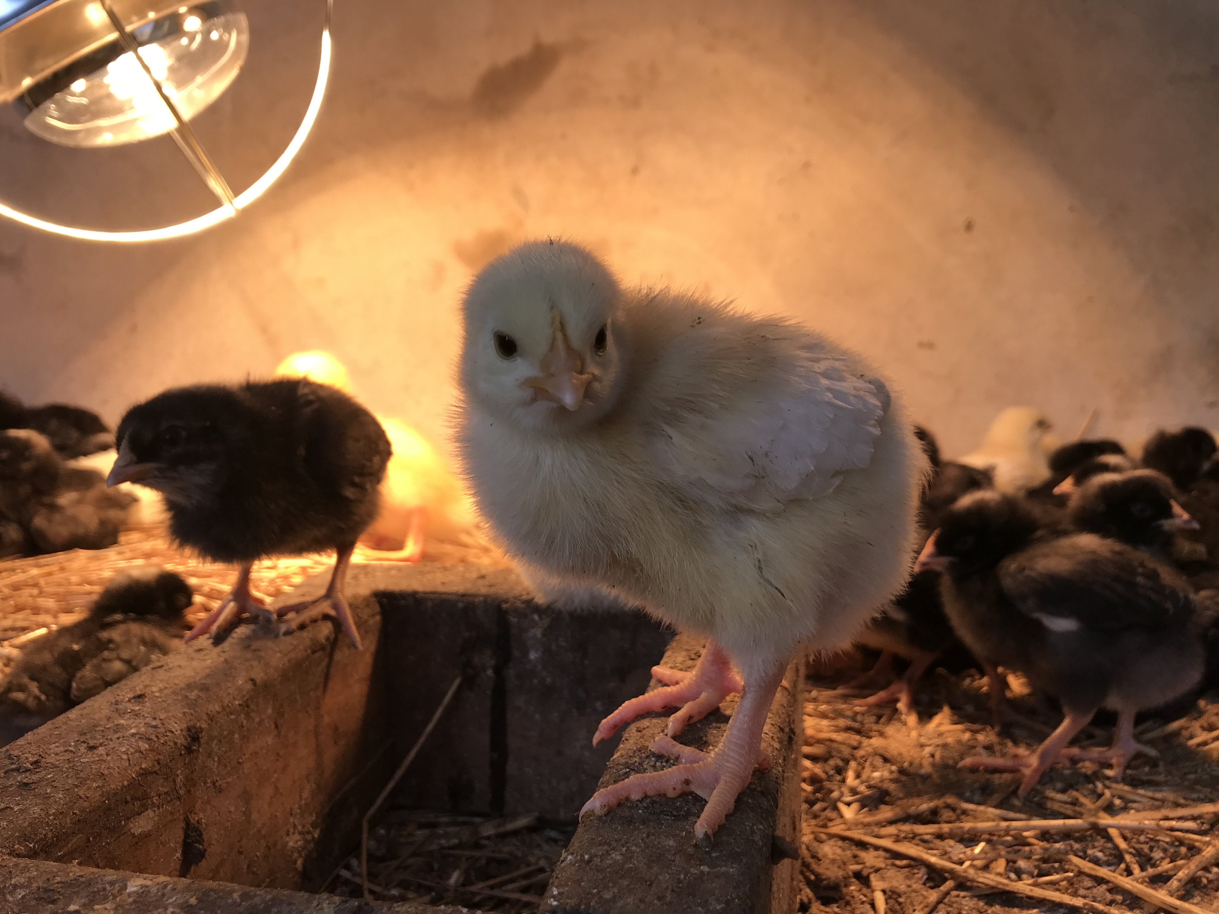 Your Questions Answered: Foster A Chick FAQs 3