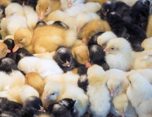 Foster a Chick – all the info you need is here