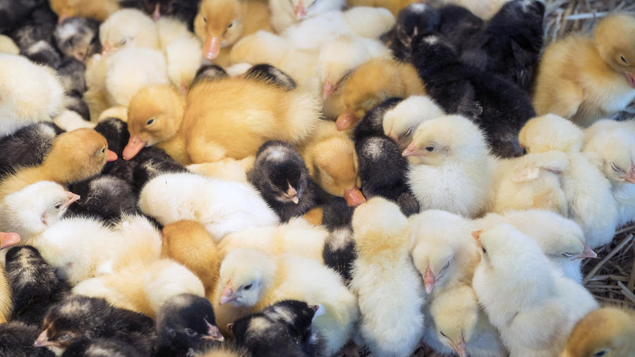 Foster a Chick - all the info you need is here 4