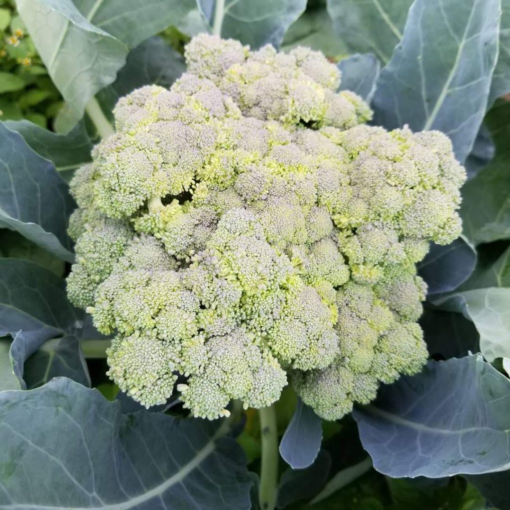 Broccoli with leaves