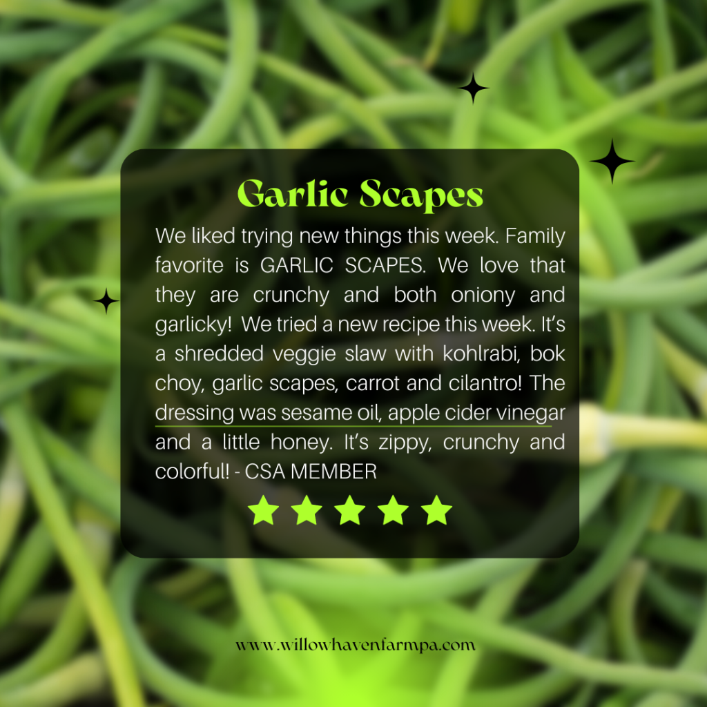 A CSA member tells how they enjoyed trying garlic scapes for the first time by describing a recipe.