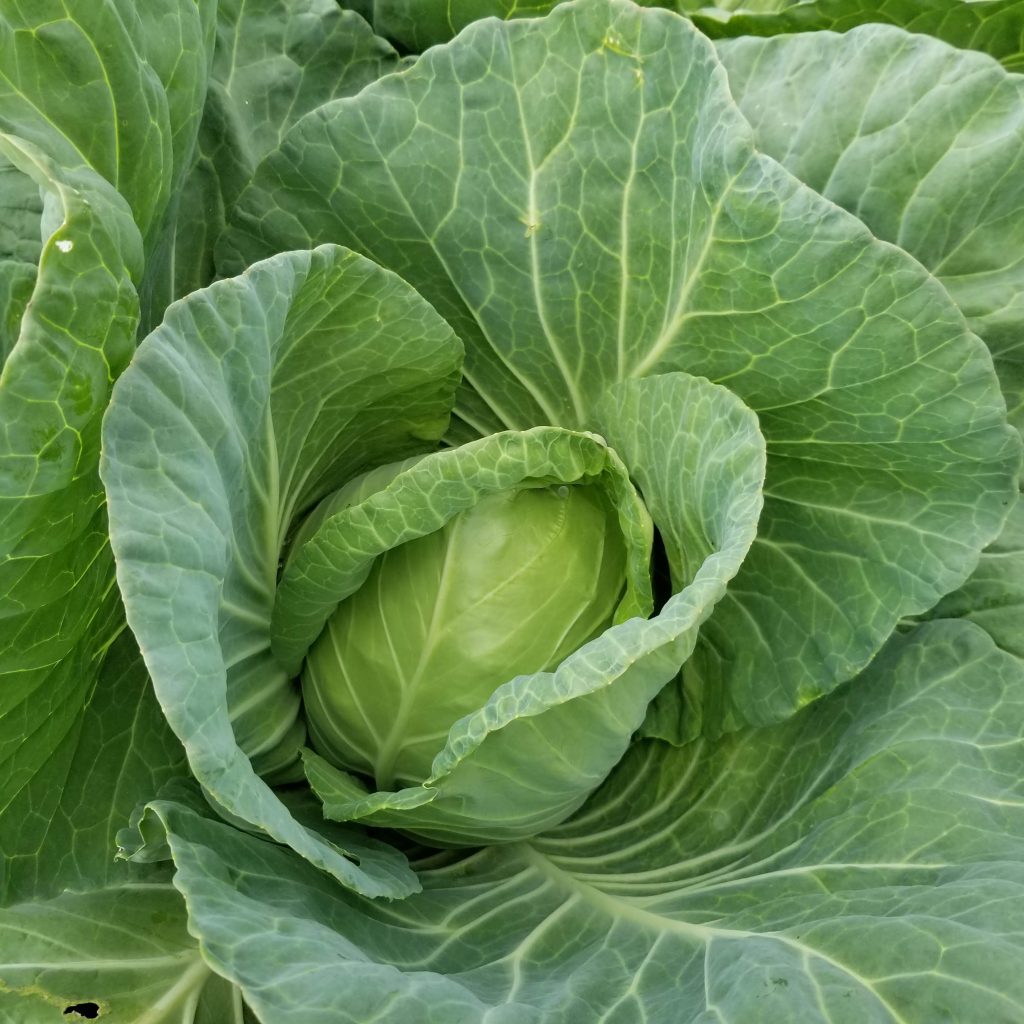 cabbage surrounded by leaves