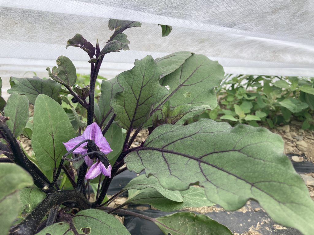 eggplant flowers under fabric row covre