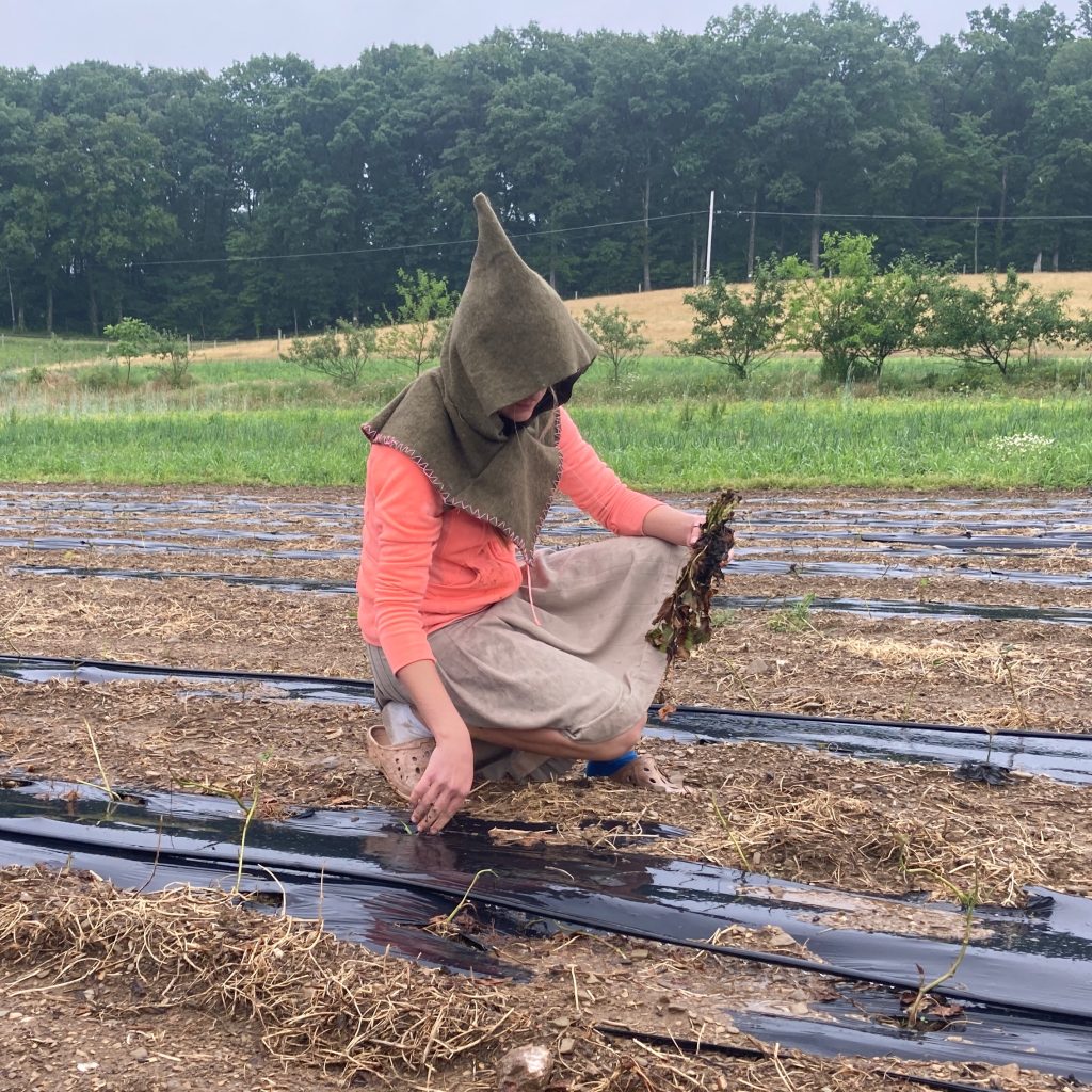 replanting sweet potato slips in the rain with a hood