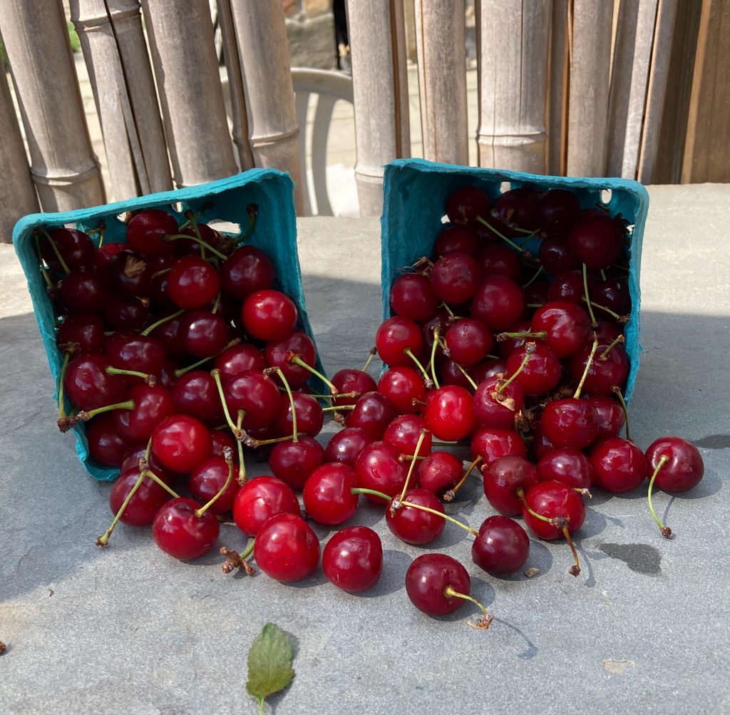 sweet cherries spilling out of boxes