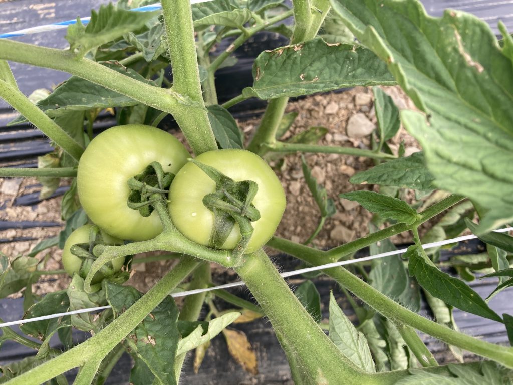 tomatoes green on vine