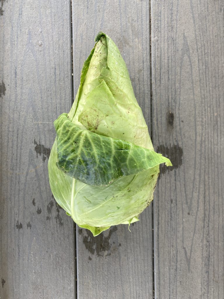 Caraflex pointy cabbage