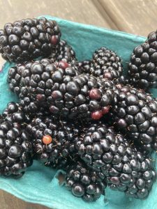 blackberries