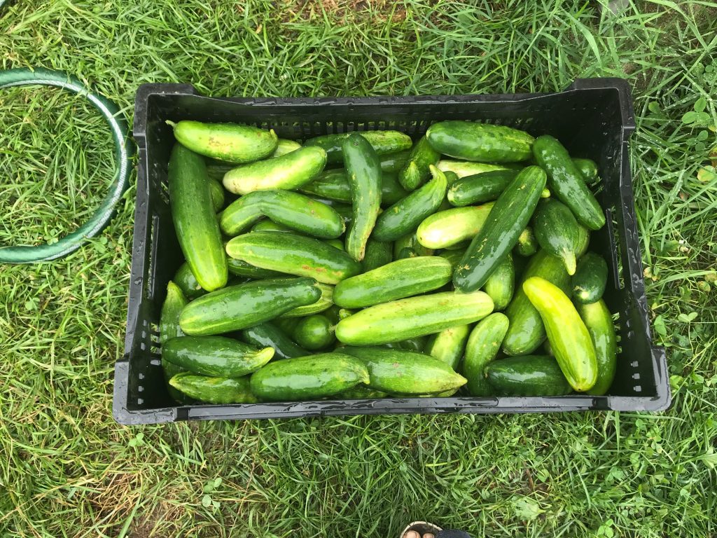 bin of cucumbers