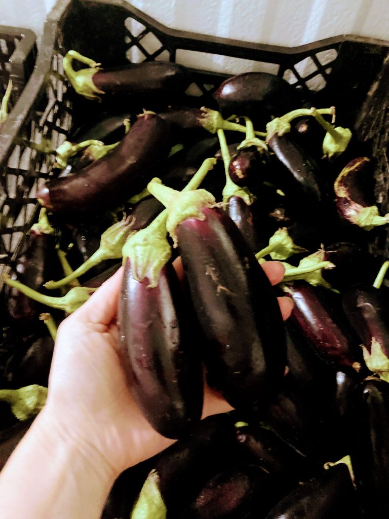 diamond small purple eggplant in hand
