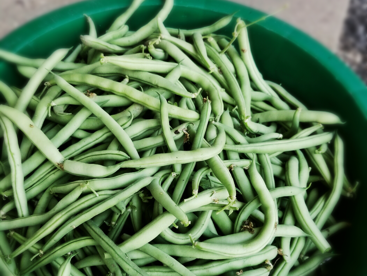 green basket of green beans