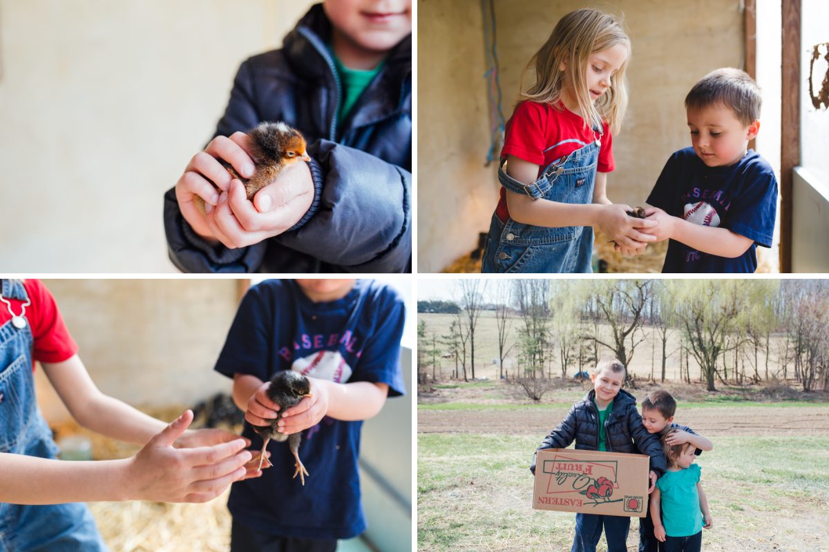 kids having a farm experience with chicks