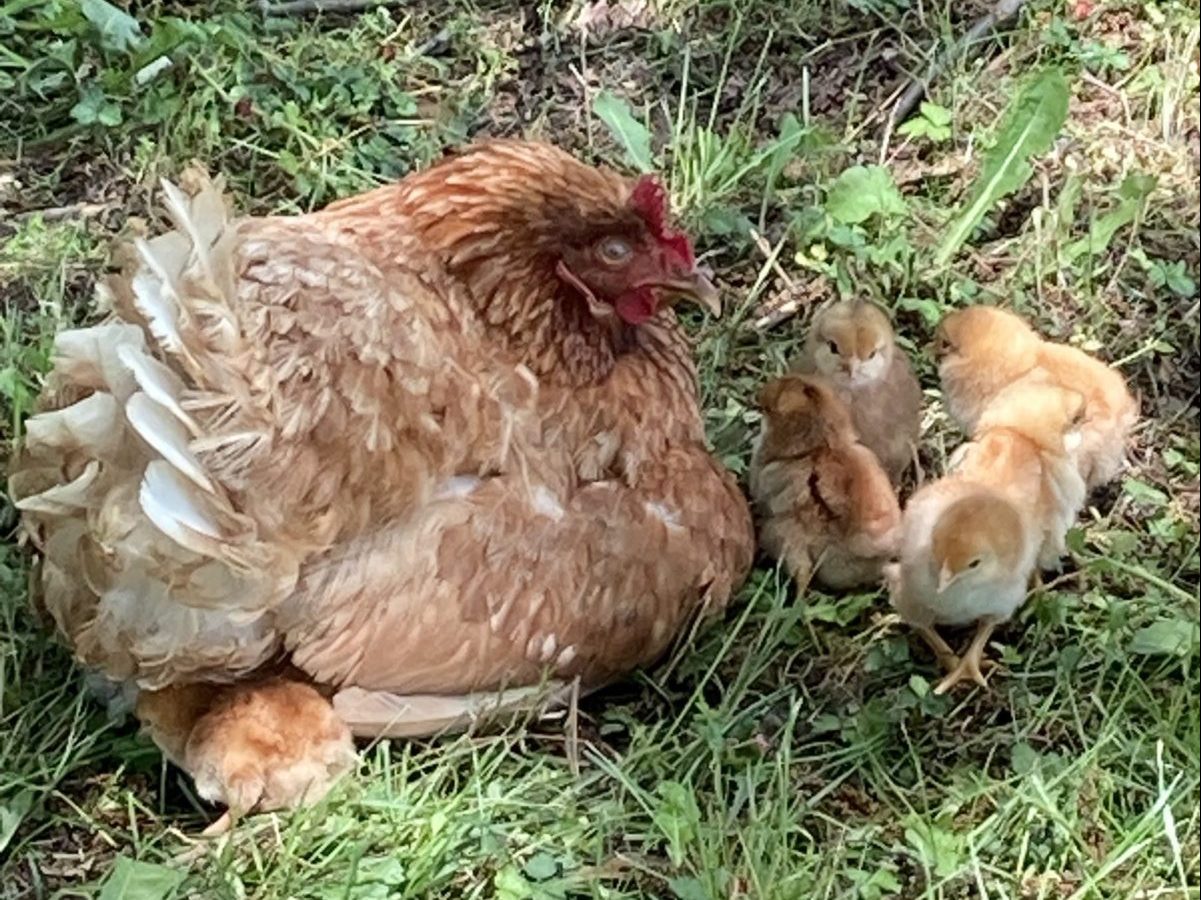 hen and chicks in grass
