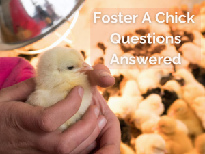 Read more about the article All Foster A Chick Questions Answered