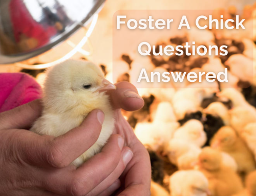All Foster A Chick Questions Answered
