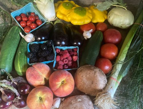 About Your Organic Farm Food: Market Box CSA – July 15, 2024
