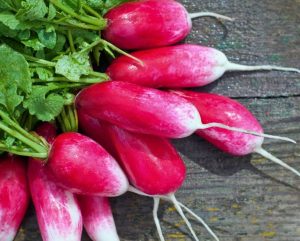 Organic farm food: radish with greens