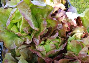 Organic farm food: red and green head lettuce