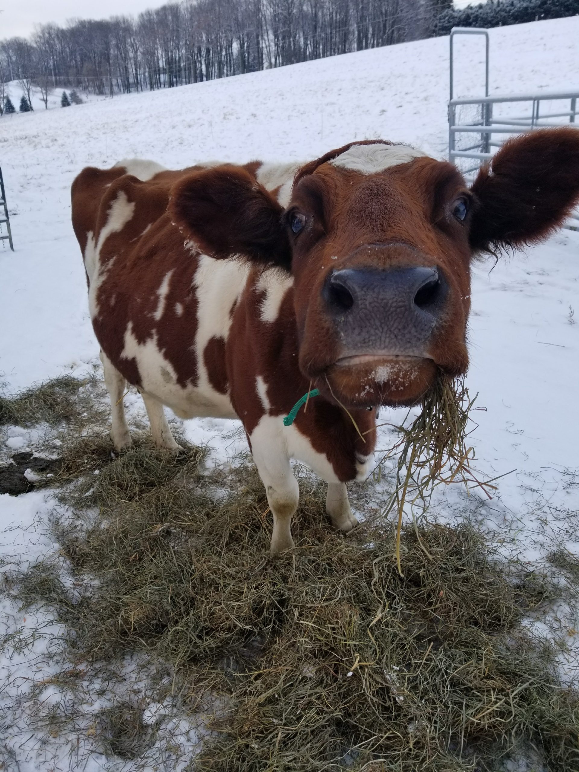 Tips for Your Organic Farm Food: Market Box CSA - January 13, 2025 1