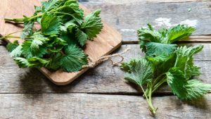 Read more about the article Stinging Nettle: The Healing Herb and Wild Spring Superfood
