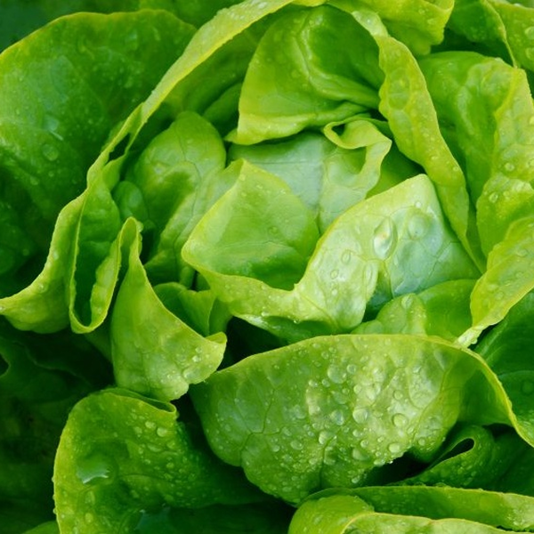 $20 Farm Credit | Willow Haven Farm – Organic Delivery Lehigh Valley 5