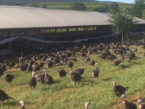 Organic Thanksgiving Turkeys in the Lehigh Valley 1