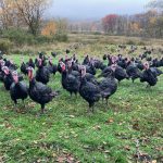 Organic Thanksgiving Turkeys in the Lehigh Valley