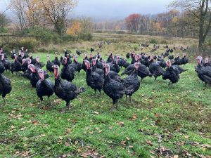 Read more about the article Organic Thanksgiving Turkeys in the Lehigh Valley